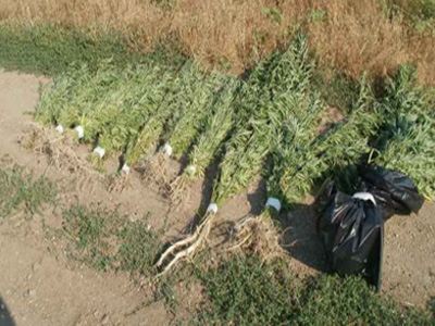 Θεσσαλονίκη: Κατασχέθηκαν 456 δενδρύλλια κάνναβης